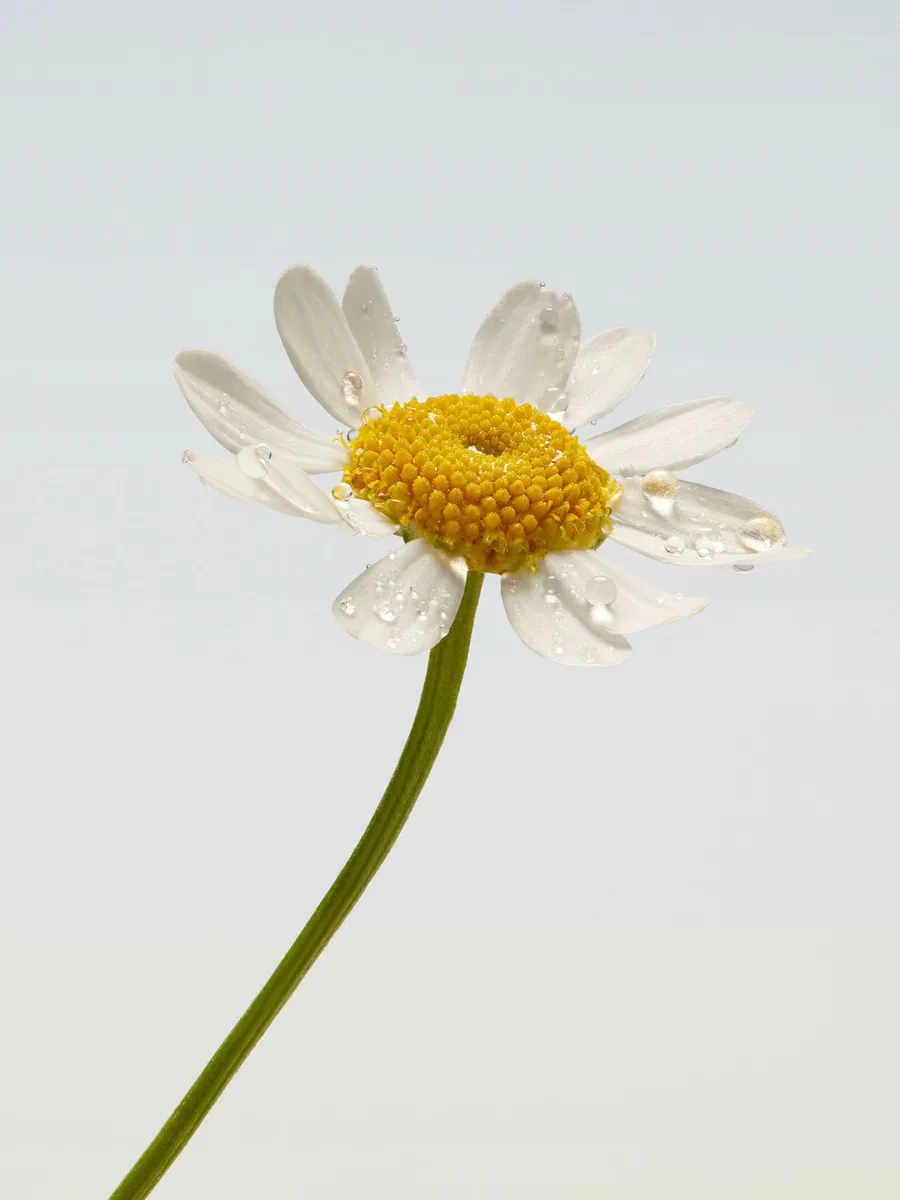 Camomile 03