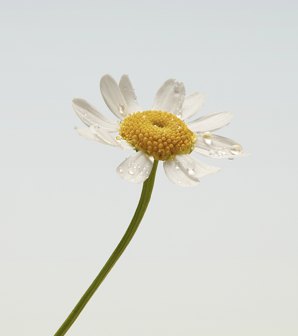 Camomile 01